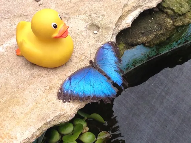 Ducky mit blauem Morphofalter