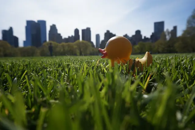Ducky im Gras vor der Skyline von Manhattan