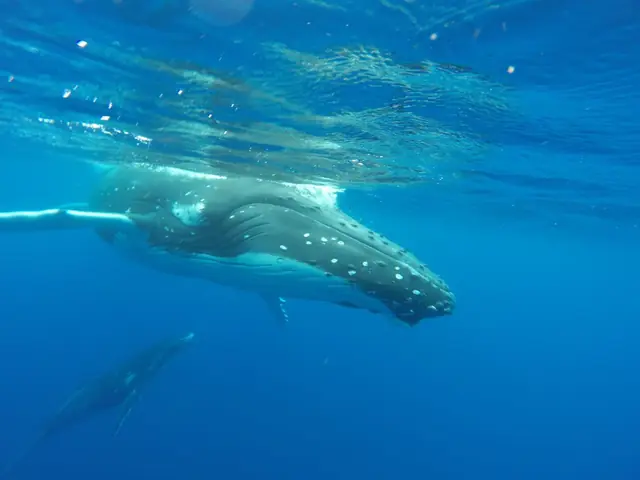 Buckelwal unter Wasser vor Tonga